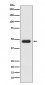 CXCR3 Antibody