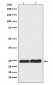 Ran Antibody
