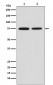 MSR1 Antibody