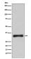 Emerin Antibody