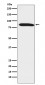 Dynein intermediate chain 1 Antibody
