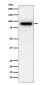 PDE4D Antibody