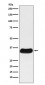 GAL4 Antibody