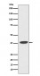 DNA Polymerase beta Antibody