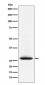 Myelin oligodendrocyte glycoprotein Antibody