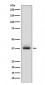 Glycophorin A (CD235a) Antibody
