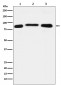 LSD2 / AOF1 Antibody