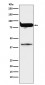 PKC eta Antibody