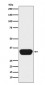 Otx1 Antibody