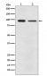 EEF2 Antibody 