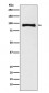 MALT1 Antibody 
