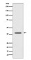 macroH2A.1 Antibody 