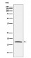 Claudin 4 Antibody 