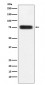 CD97 Antibody