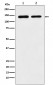 SA2 Antibody