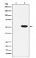 Phospho-MLKL (S358) Antibody