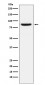 MCM5 Antibody