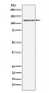 KSR1 Antibody