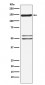 SynGAP Antibody