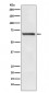 RPA70 Antibody