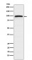 Epac1 Antibody