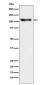 PSD93 Antibody