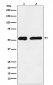 KPNA2 Antibody