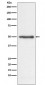 Nogo Antibody