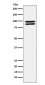 ALIX Antibody