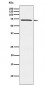 MELK Antibody