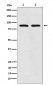 TPOR Antibody