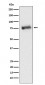 GRK3 Antibody