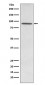 PDE4D Antibody
