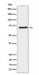 HNF1 beta Antibody