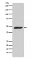 MAPKAP Kinase 2 Antibody