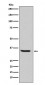 Endo G Antibody