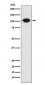 GABA B Receptor 2 Antibody