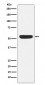 CAMKIV Antibody
