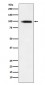 GIT1 Antibody