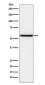 NR1D1 Antibody