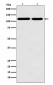 Matrin 3 Antibody
