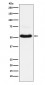 VGLUT1 Antibody