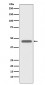 CD83 Antibody