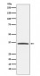 E2F6 Antibody