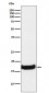 Uteroglobin Antibody