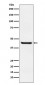 Septin 2 Antibody