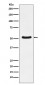 DDX6 Antibody