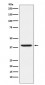 RING2 / RING1B / RNF2 Antibody