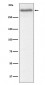 Versican Antibody