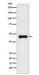 LRG1 Antibody